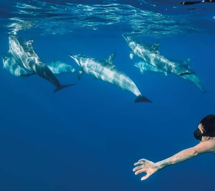 Funchal: Whale Watching and Swimming with Dolphins Cruise - The Boat Experience in Funchal: Fast, Practical, and Built for Sightings