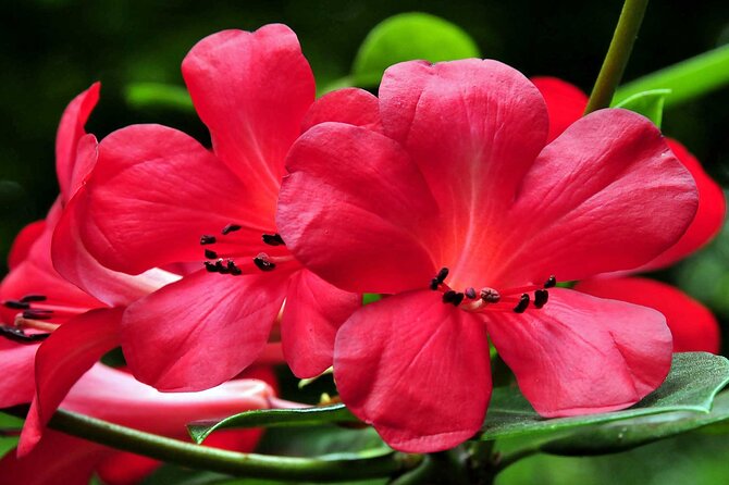 Furnas & Terra Nostra Park: Biologist-guided Botanic Tour +lunch - Terra Nostra Gardens plus thermal pool: the main event