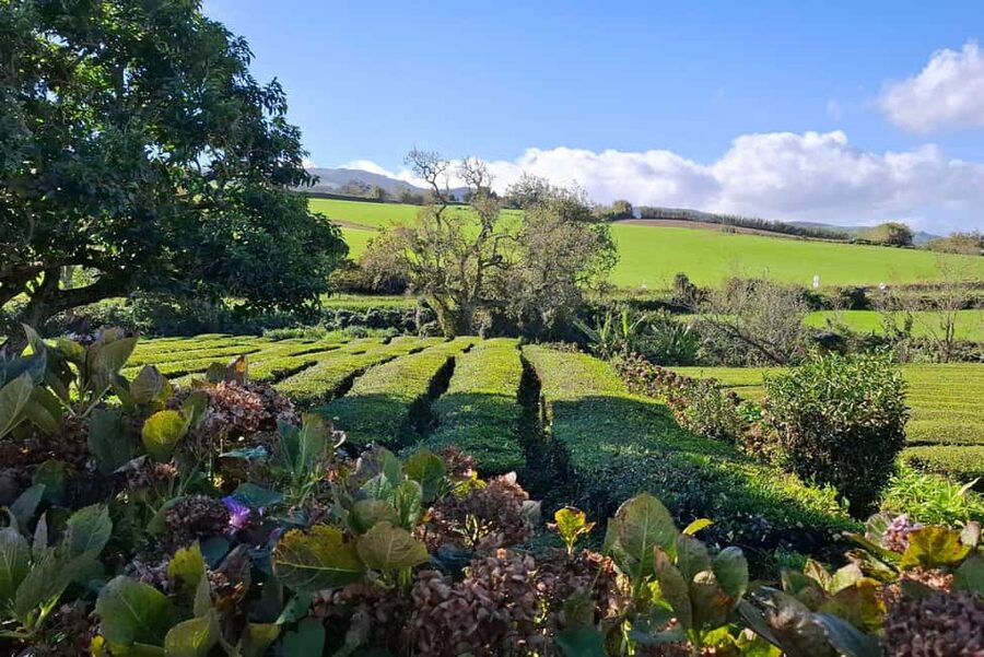 Furnas: Volcano Crater, Lake, Tea Plantation, and Waterfall - Quick Takes Before You Go