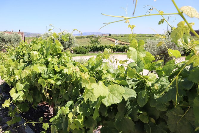Genuine Douro Valley Tour: Visit 2 Wineries, Lunch & River Cruise - Guides, Humor, and Why the Best Part Is Often the Person Driving