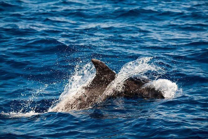 Glass Bottom Boat Tour & Snorkeling in São Miguel, Azores - The marine biologist touch: what you’re actually seeing
