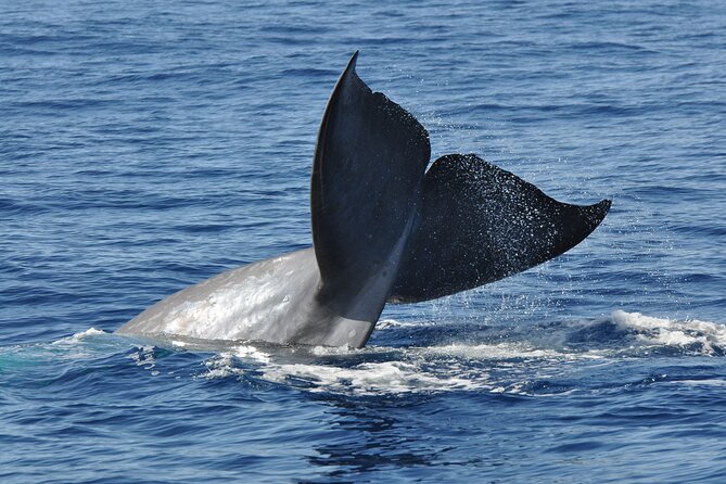 Half-day Catamaran Trip from Funchal - Seaborn Catamaran Basics: 3 Hours Off the Marina