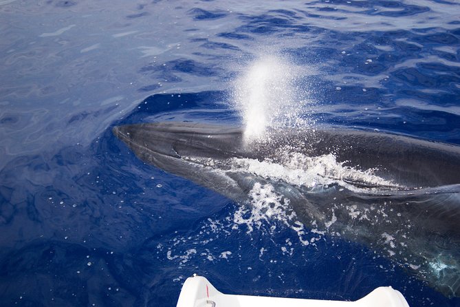 Half-day Catamaran Trip from Funchal - Cabo Girão Stop and the Swim in Clear Atlantic Water