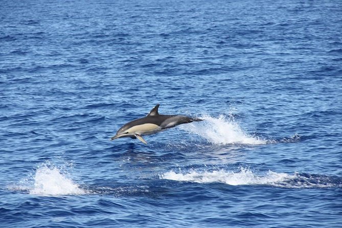 Half-day Catamaran Trip from Funchal - Snorkel Gear Included: Worth It, But Handle the Cash Deposit
