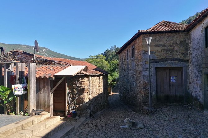 Half-day Hike & Picnic with Dog Love in Porto's Mountains - How Hard Is It, Really? Shoes, Water, and Comfort Planning
