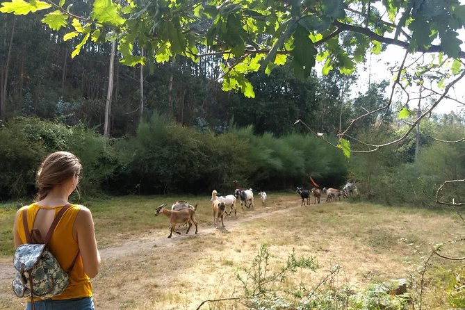 Half-day Hike & Picnic with Dog Love in Porto's Mountains - Price and Value: What $59.28 Buys You (and What It Saves)