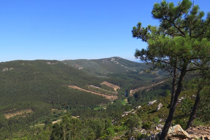 Half-day Hike & Picnic with Dog Love in Porto's Mountains - Serras do Porto Park Trails: Terrain, Trail Vibe, and Pacing