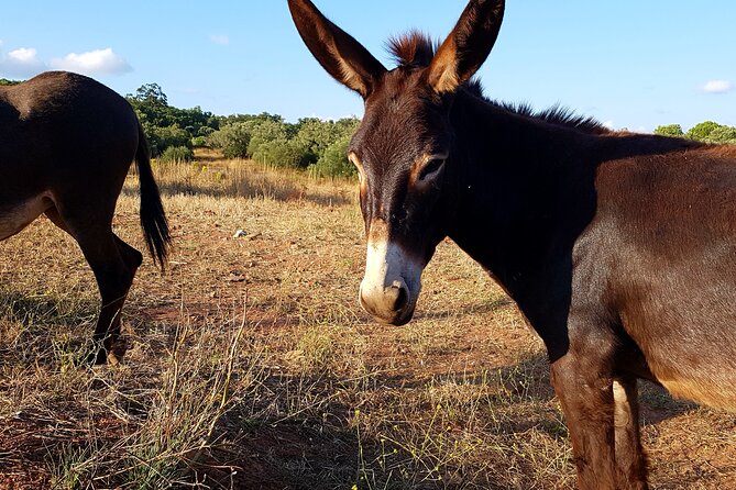 Half-Day Small-Group E-Bike Tour of Rural Algarve with Lunch - Your half-day schedule: what you do, when you slow down