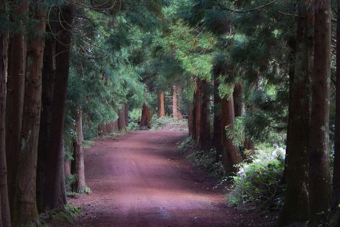 Half Day Terceira Island Tour by 4x4 - What you might see beyond the standard stops