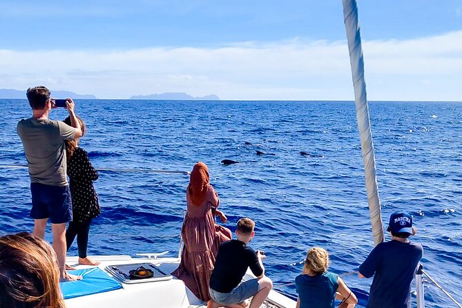 Half Day Tour on a Luxury Catamaran on Madeira Island - Timing, Seasickness, and Weather Reality Checks