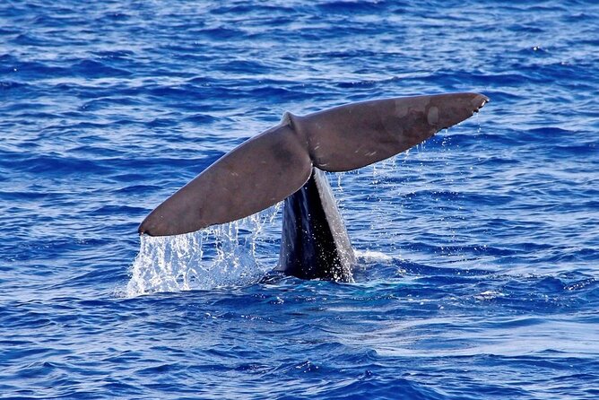 Hop-on Hop-off Bus Tour and Catamaran Whale & Dolphin Watching - Included Madeira wine and Bordal embroidery, the practical “culture wins”