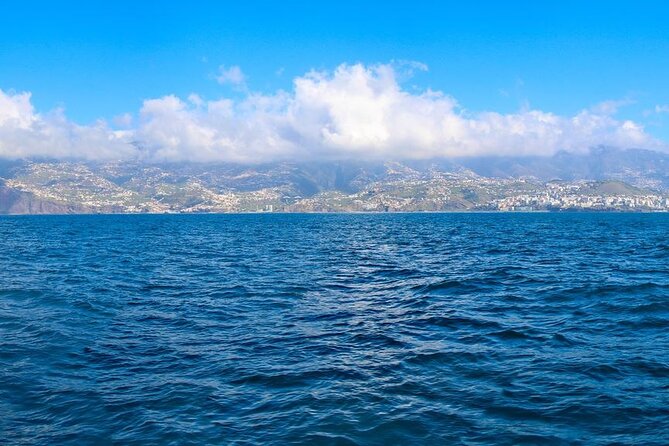 Hop-on Hop-off Bus Tour and Catamaran Whale & Dolphin Watching - Price and value: what your $55.27 covers