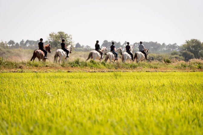 Horse Riding on the Beach - The Guide Factor: Why This Ride Feels Fun, Not Daunting