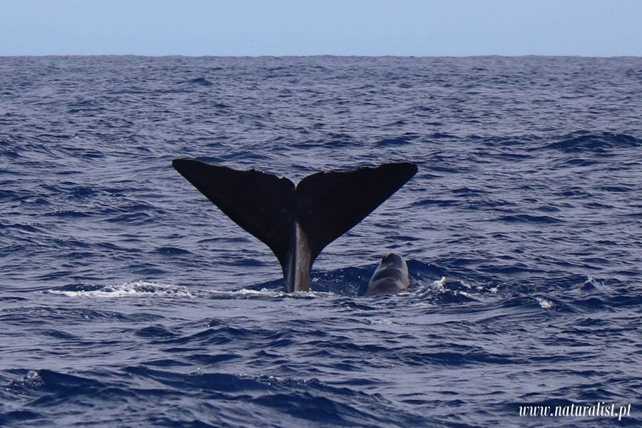 Horta: University Startup Whale and Dolphin RIB Boat Trip - Key moments that make this trip worth it