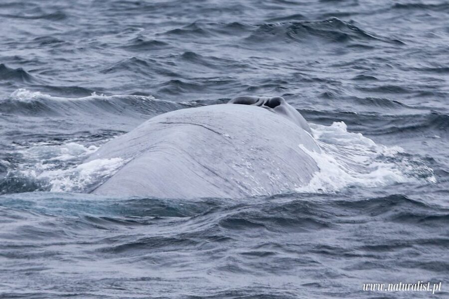 Horta: University Startup Whale and Dolphin RIB Boat Trip - Should you book Naturalist - Science & Tourism whale watching in Horta?