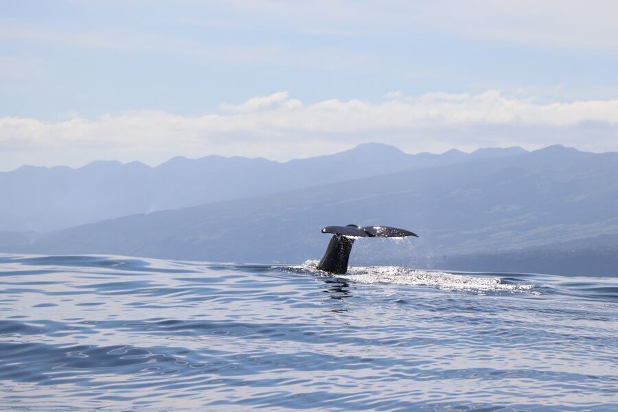 Horta: University Startup Whale and Dolphin RIB Boat Trip - From marina to open sea: how the 10-minute safety briefing pays off