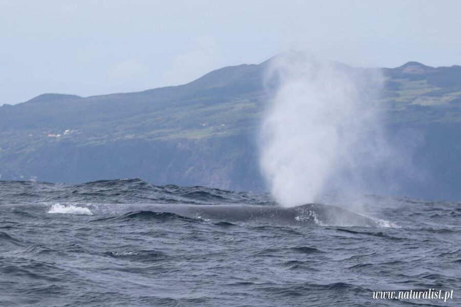 Horta: University Startup Whale and Dolphin RIB Boat Trip - The University biologist onboard: what you learn while the boat runs