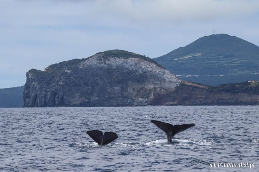 Horta: University Startup Whale and Dolphin RIB Boat Trip - Seeing sperm whales, dolphins, and other wildlife without losing your comfort