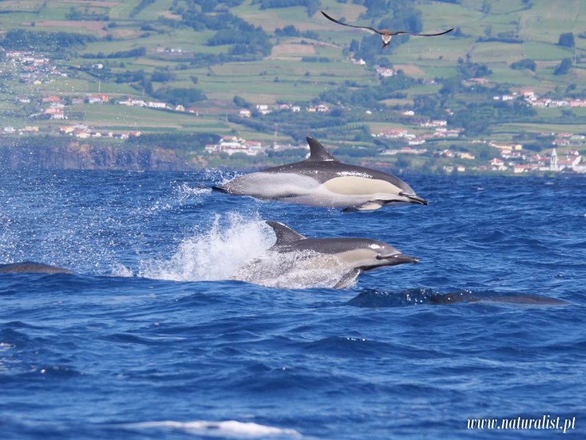 Horta: University Startup Whale and Dolphin RIB Boat Trip - RIB boat ride reality check: waterproof gear helps, but bring the right shoes