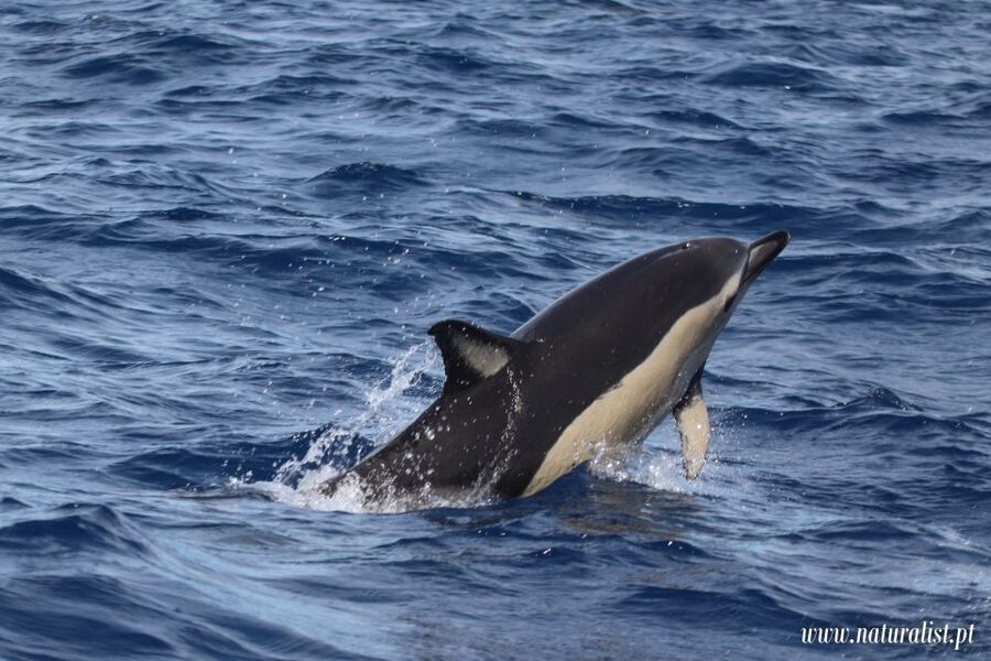 Horta: University Startup Whale and Dolphin RIB Boat Trip - Price and value: is $101 per person a smart deal in Horta?