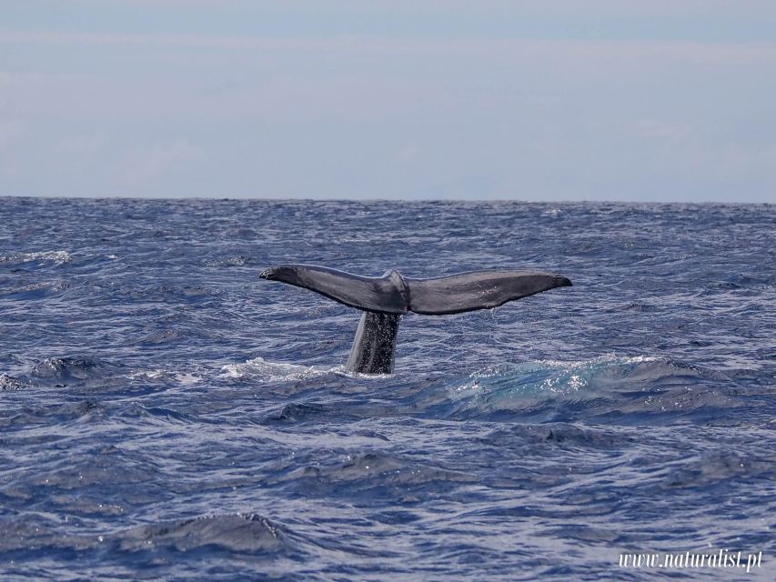 Horta: University Startup Whale and Dolphin RIB Boat Trip - Who should book this Horta whale watching RIB trip