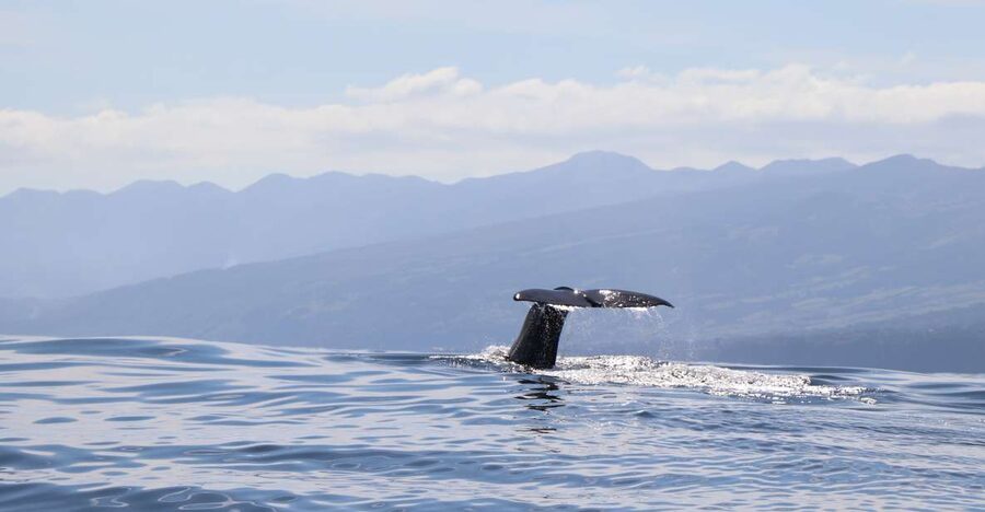 Horta: University Startup Whale and Dolphin RIB Boat Trip - What you might actually see in the Azores in a 3-hour session