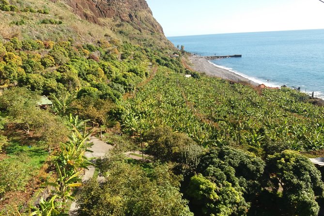 Incredible tour to a 'Faja' with a story - Fruit tasting and choosing lunch on the sea terrace