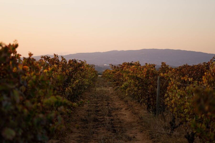 Lagoa: 2.5-Hour Vineyard Dinner with Winetasting - Morgado do Quintão and the Old Negramole Vineyard Setting