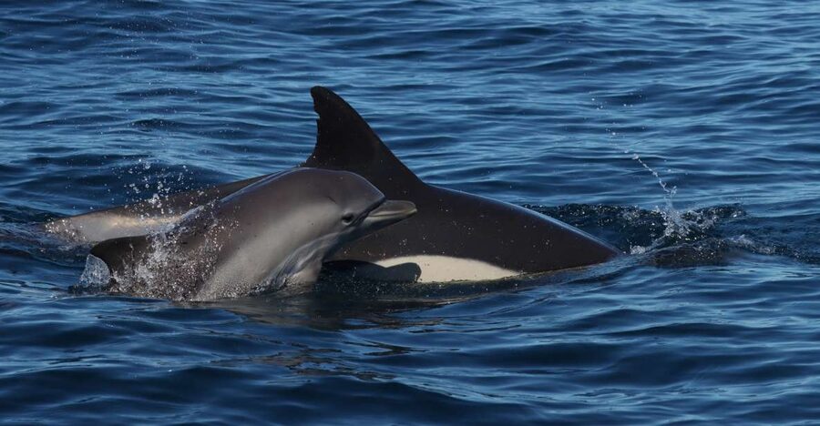 Lagoa: Dolphin Watching & Benagil Tour with Biologist Guide - Key highlights worth knowing before you go