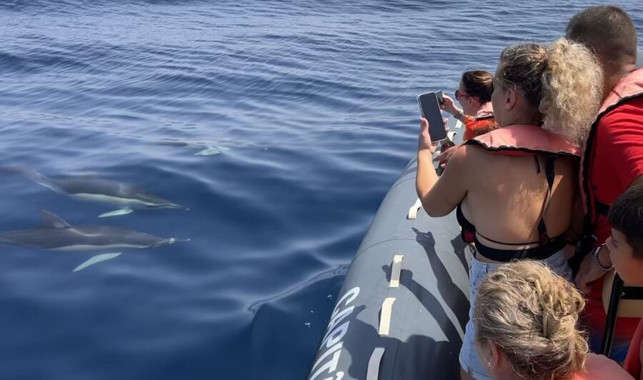 Lagoa: Dolphin Watching & Benagil Tour with Biologist Guide - Why this Algarve tour is more than a sightseeing cruise