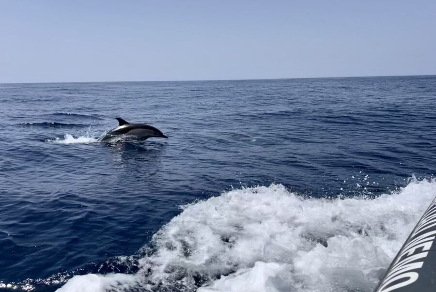 Lagoa: Dolphin Watching & Benagil Tour with Biologist Guide - Dolphin watching on the Atlantic: what you’ll actually do for 2+ hours