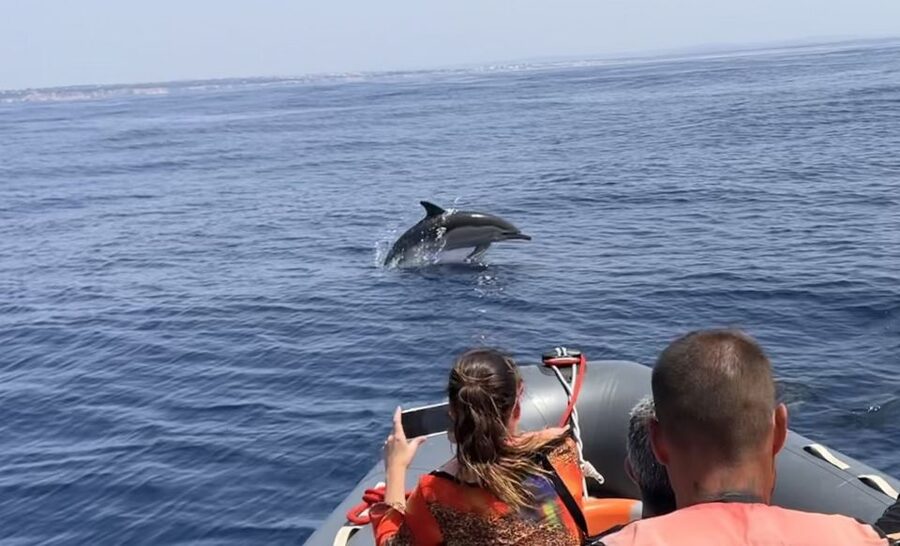 Lagoa: Dolphin Watching & Benagil Tour with Biologist Guide - Guides, responsible viewing, and what past guests got right