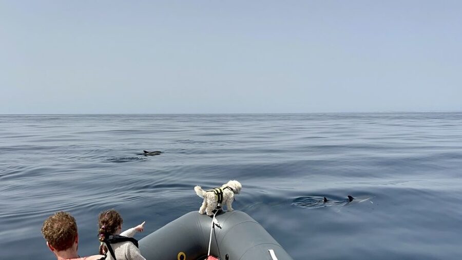 Lagoa: Dolphin Watching & Benagil Tour with Biologist Guide - What to bring, how to dress, and the mistakes I’d avoid