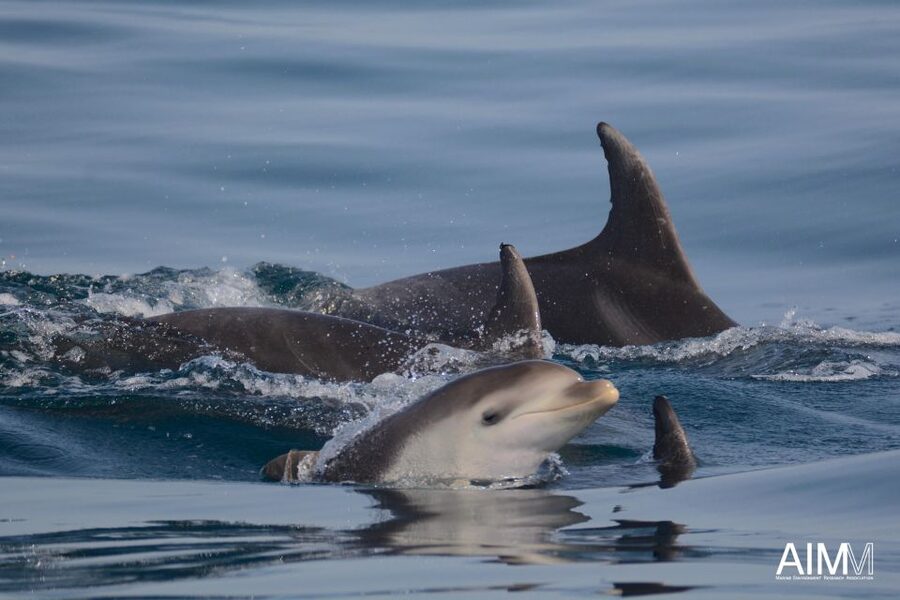 Lagoa: Dolphins Expedition with biologist guide on board - Safety briefing, then out on the Atlantic from a small capped boat