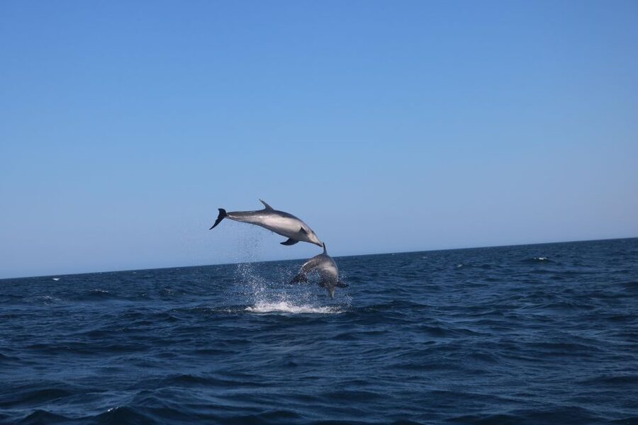 Lagoa: Dolphins Expedition with biologist guide on board - What you might see: dolphins plus seabirds, jellyfish, and rare extras