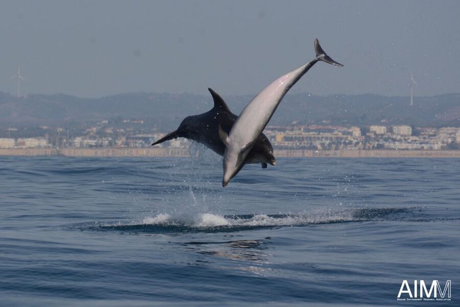 Lagoa: Dolphins Expedition with biologist guide on board - The best part: reading dolphin behavior with biologists (Pedro and Ana stand out)