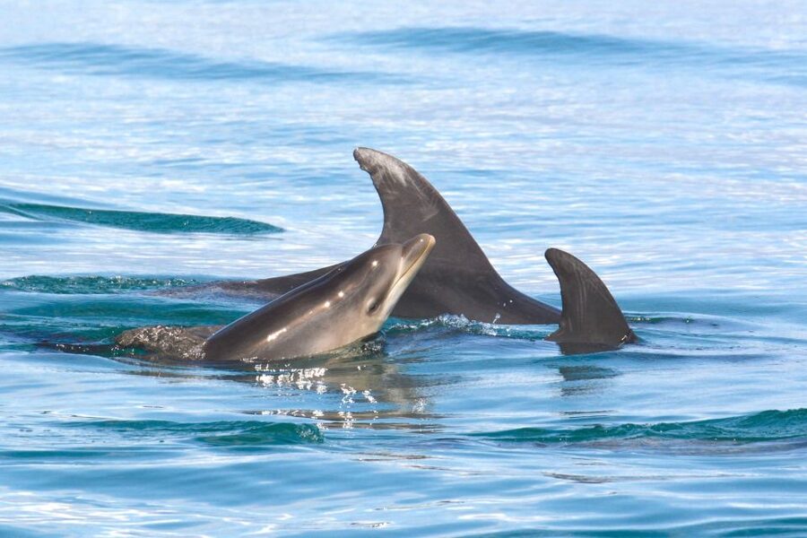 Lagoa: Dolphins Expedition with biologist guide on board - Responsible dolphin watching that is actually enforced
