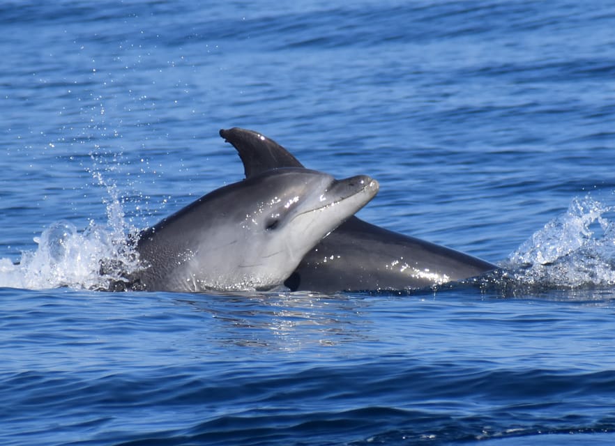 Lagos: Combo Dolphin and Benagil Tour with Marine Biologist - The Whole Coastline Ride Back to Lagos: More Than a Return Trip