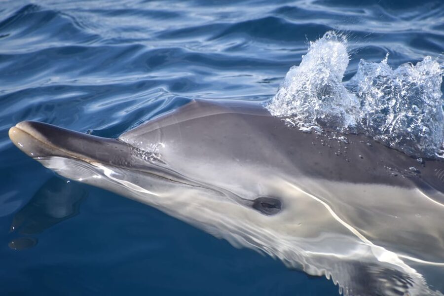Lagos: Combo Dolphin and Benagil Tour with Marine Biologist - Hurricane Speedboat: Fast, Safe, and Actually Practical