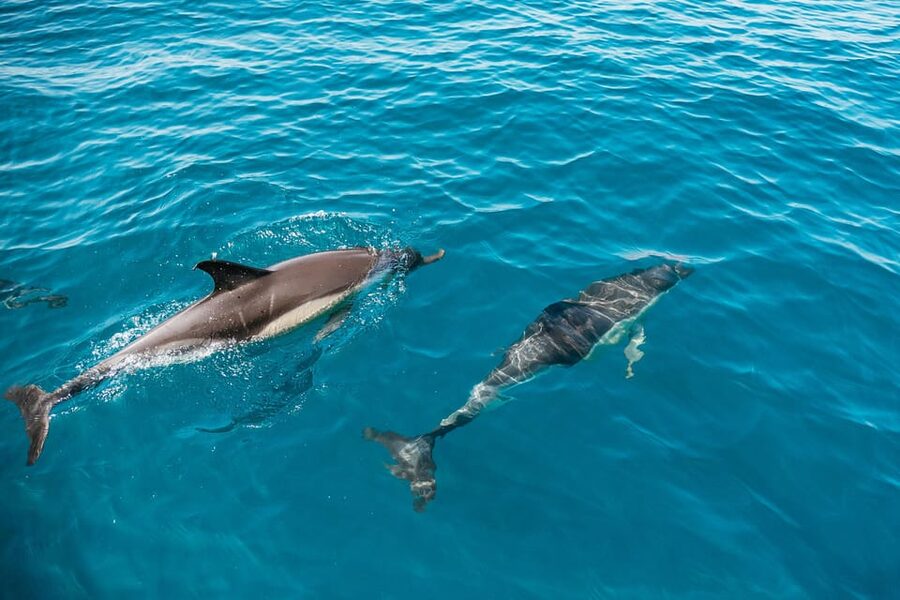 Lagos: Dolphin Watch Tour with Professional Marine Biologist - Key things that make this dolphin watch in Lagos work