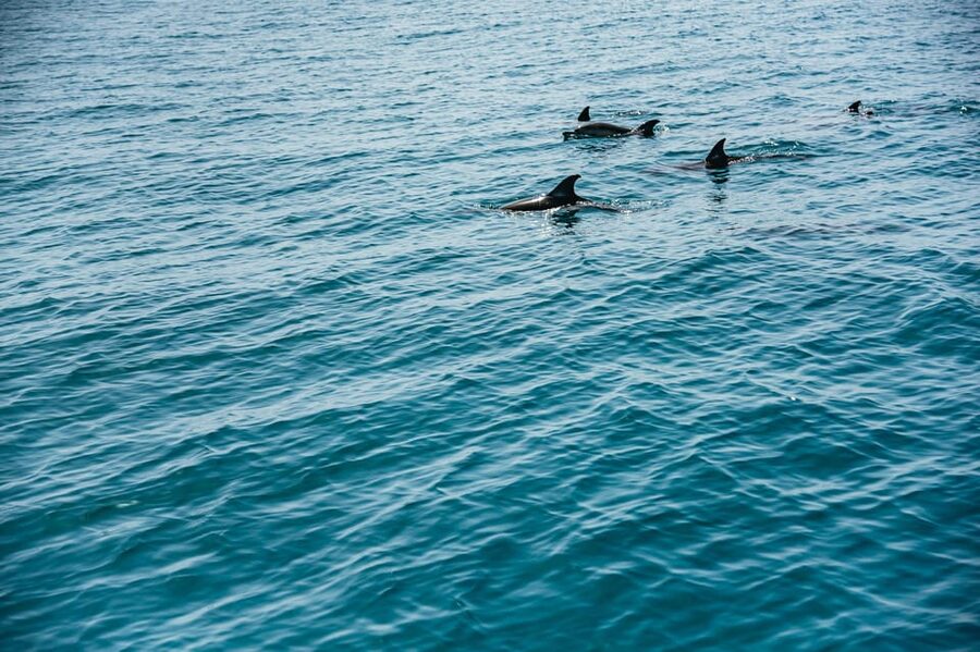 Lagos: Dolphin Watch Tour with Professional Marine Biologist - Who should book this Lagos dolphin watch tour