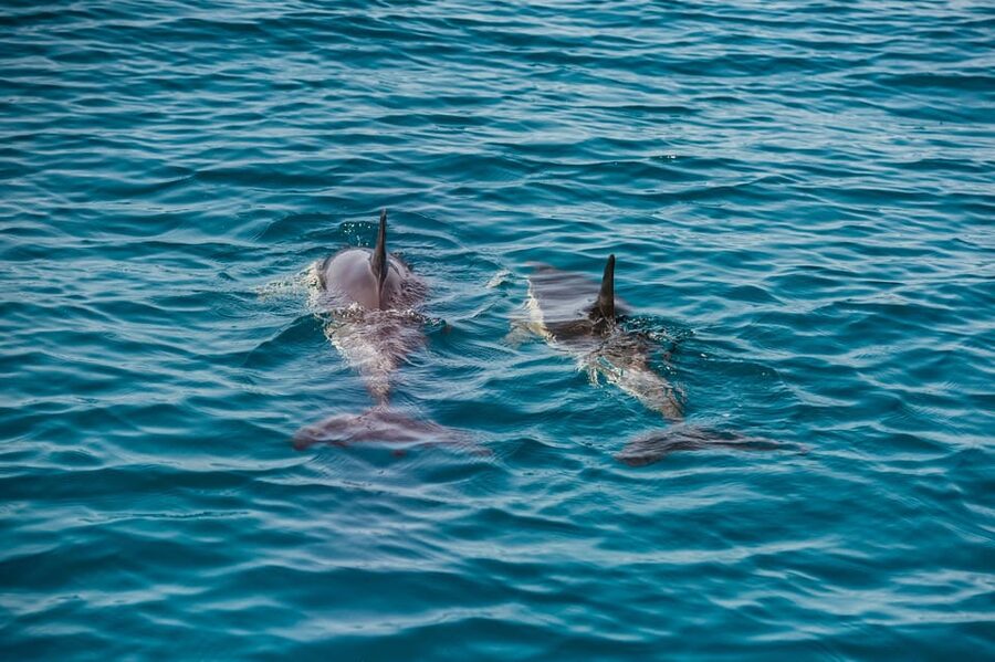 Lagos: Dolphin Watch Tour with Professional Marine Biologist - What dolphin encounters look like: pods, calves, and quick surprises