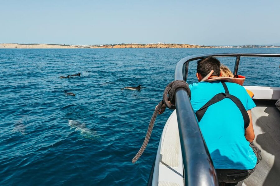 Lagos: Dolphin Watch Tour with Professional Marine Biologist - Price and value: is $42 worth it?