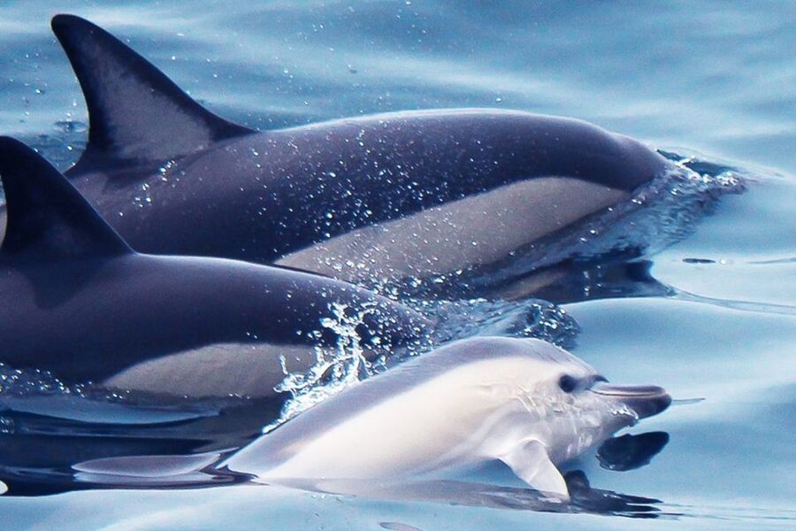 Lagos: Dolphin Watching with Professional Marine Biologists - Key moments worth knowing before you go