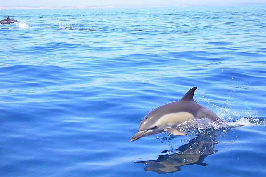 Lagos: Dolphin Watching with Professional Marine Biologists - Tornado RIB speed: fun, but plan for wind and spray