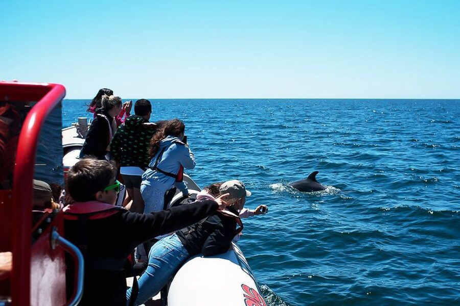 Lagos: Dolphin Watching with Professional Marine Biologists - Dolphins in their natural habitat, with a clear ethical line