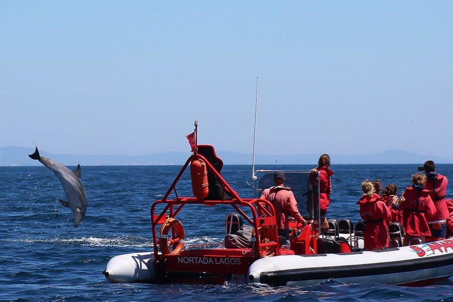 Lagos: Dolphin Watching with Professional Marine Biologists - Wildlife add-ons: whales and even swordfish sightings