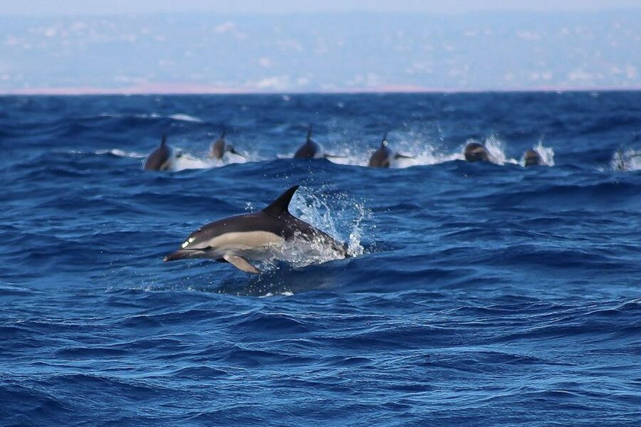 Lagos: Dolphin Watching with Professional Marine Biologists - Who this dolphin watching trip suits best (and who should skip it)