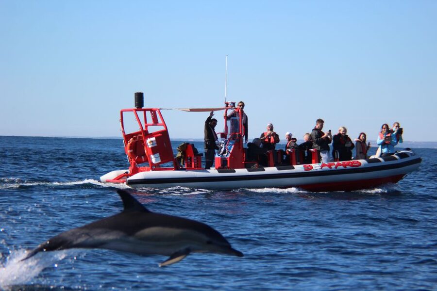 Lagos: Dolphin Watching with Professional Marine Biologists - The 90-minute itinerary: how the boat search actually works