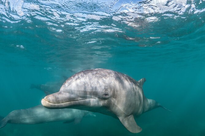 Lagos: Dolphins & Benagil Caves – Catamaran - Key highlights you will feel quickly
